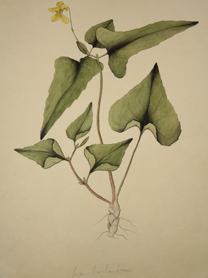 Viola_20
